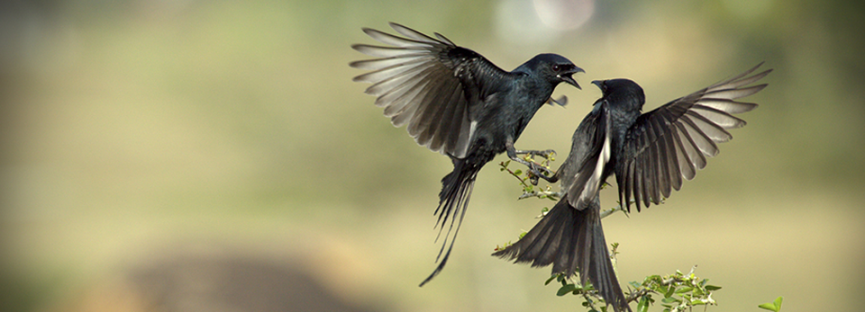 免费电话轰炸软件
